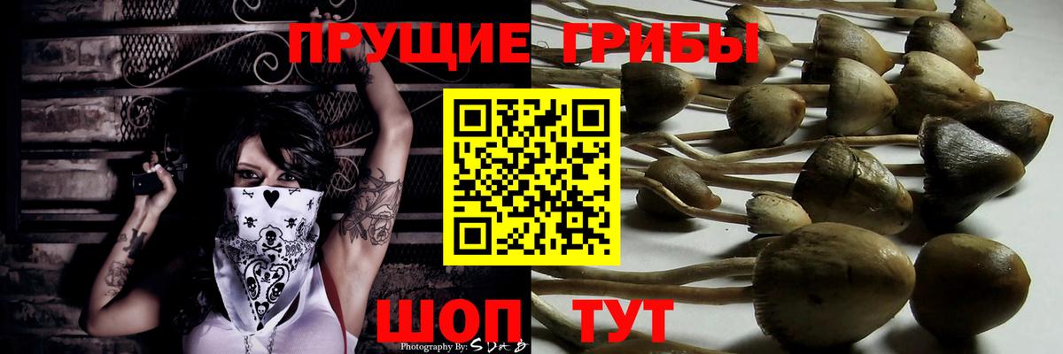 Псилоцибиновые грибы мицелий  Вход с VPN  Канск  Галлюциногенные грибы Psilocybe 